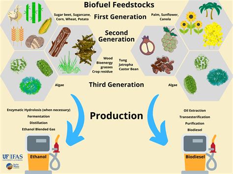 Apricot Kernels for Sustainable Biofuel Production and Innovative Pharmaceutical Applications?