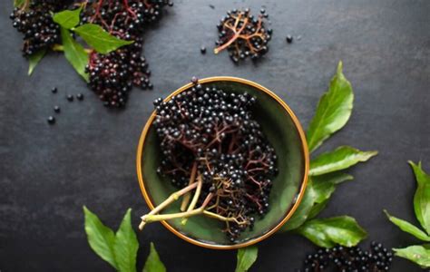  Elderberry Extract: Sustainable Sourcing and Innovative Applications for Nutraceutical and Pharmaceutical Industries!