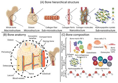  Jagged Bioceramics for Enhanced Bone Regeneration and Superior Tissue Integration!