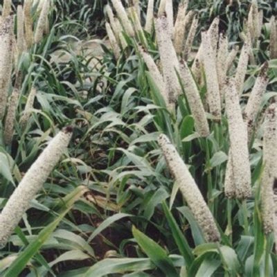 Sorghum: Unlocking its Potential for Biofuel and Food Applications!